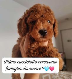 cucciolo barboncino 