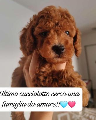 cucciolo barboncino 