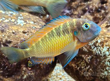 Coppia tropheus Red raimbow