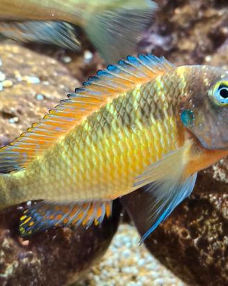 Coppia tropheus Red raimbow