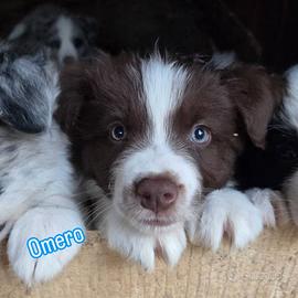 Cuccioli di border collie