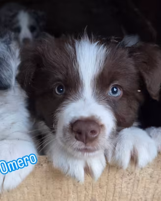Cuccioli di border collie