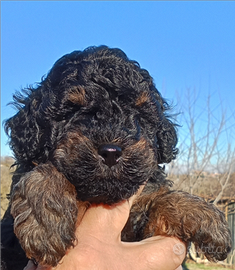 Barboncino barbone phantom