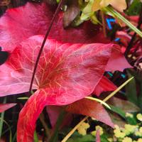 ninfea lotus Red, pianta acquario 
