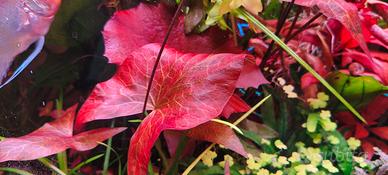 ninfea lotus Red, pianta acquario 