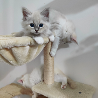 Gattina siberiana purissima con pedigree