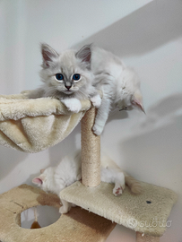 Gattina siberiana purissima con pedigree