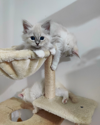 Gattina siberiana purissima con pedigree