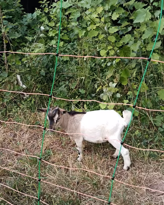 Capra nana