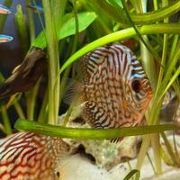 Discus Leopard