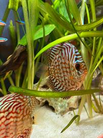 Discus Leopard