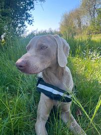 Bracco weimaraner maschio
