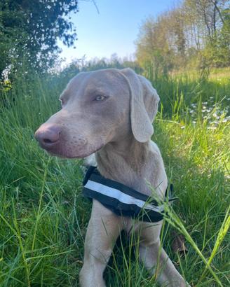 Bracco weimaraner maschio