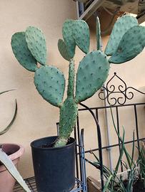 pianta cactus
