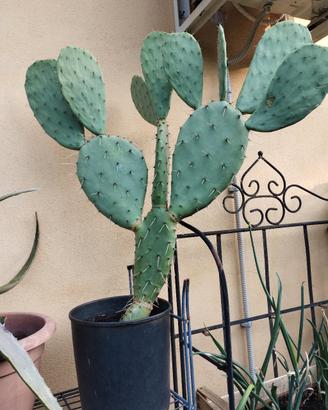 pianta cactus