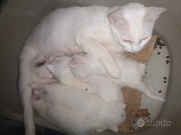 Cucciolata mix SIAMESE /PERSIANO gattini