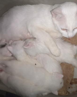 Cucciolata mix SIAMESE /PERSIANO gattini