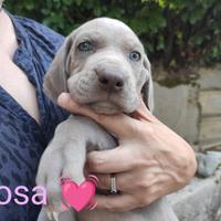 WEIMARANER 7 femminucce