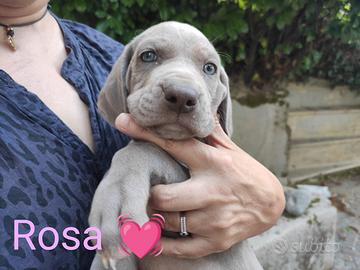 WEIMARANER 7 femminucce