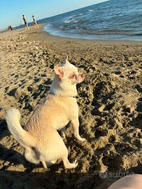 Chihuahua per monte