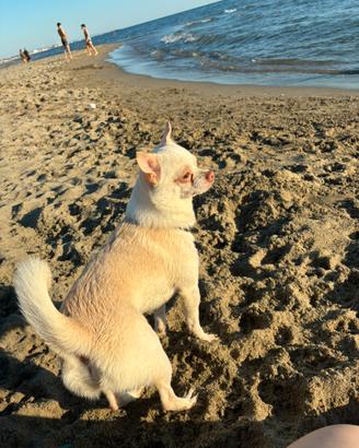 Chihuahua per monte