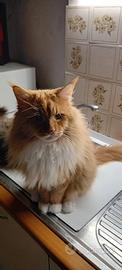 Gatto Main Coon 4anni maschio originale disponib
