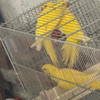 Parrocchetti dal collare lutini 2025