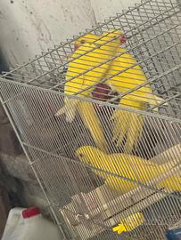 Parrocchetti dal collare lutini 2025