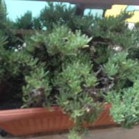 Piante  grasse in vaso