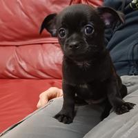 Chihuahua