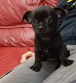 Chihuahua