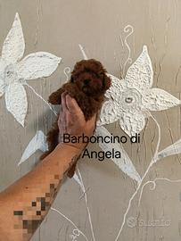 Barboncino minitoy red