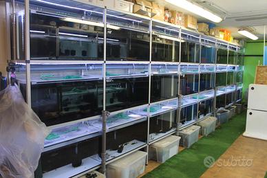 Serra importazione pesci tropicali