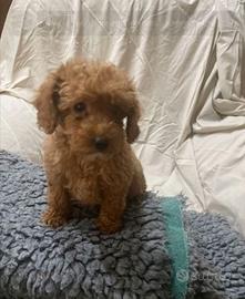 Cuccioli di barboncini