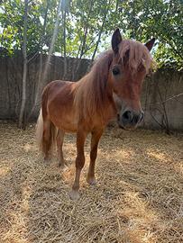 Pony shetland con documenti olandesi