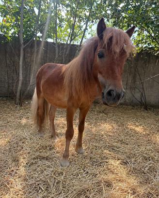 Pony shetland con documenti olandesi