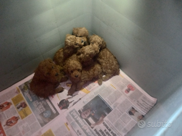 Cuccioli barboncino brown