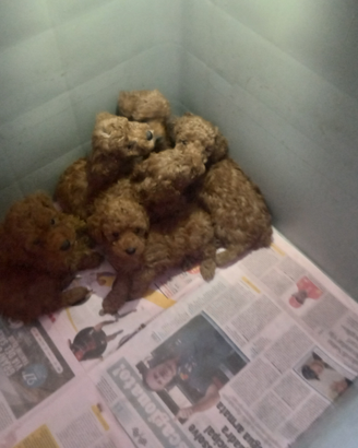 Cuccioli barboncino red