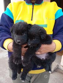 Cuccioli di Pastore Belga