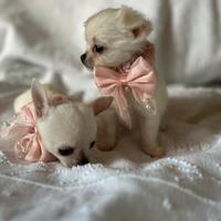 Chihuahua toy 60 giorni con vaccino