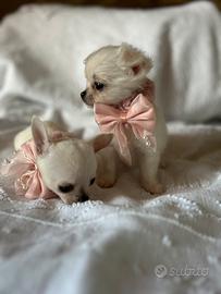 Chihuahua toy 60 giorni con vaccino
