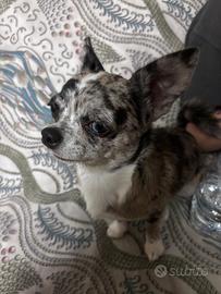 Chihuahua maschio per monta