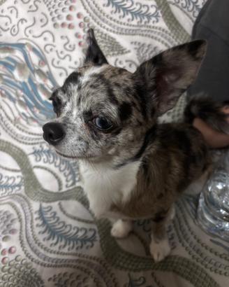Chihuahua maschio per monta