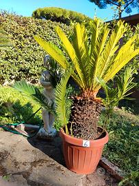 piante