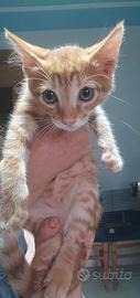 Animali da compagnia