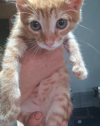 Animali da compagnia
