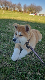 Cucciolo Akita Inu