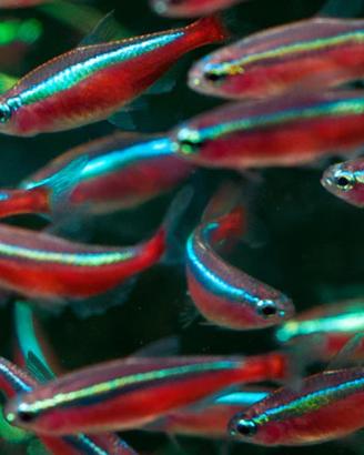 Pesci NEON e CARDINALI