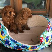 Cuccioli barboncini toy maschi femmine