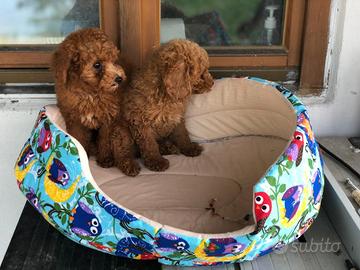 Cuccioli barboncini toy maschi femmine